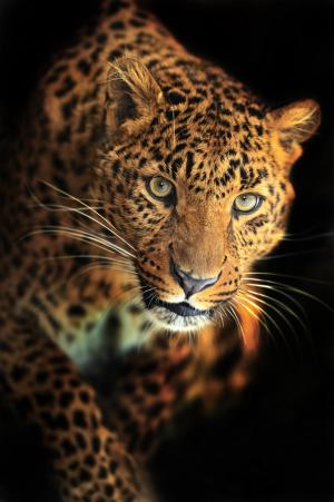Леопард 3-140