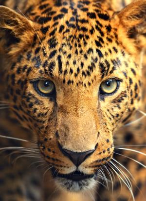 Леопард 3-046